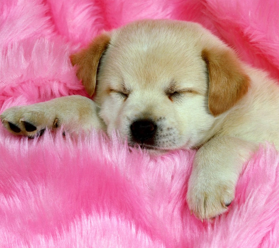 Do puppies sleep all the time