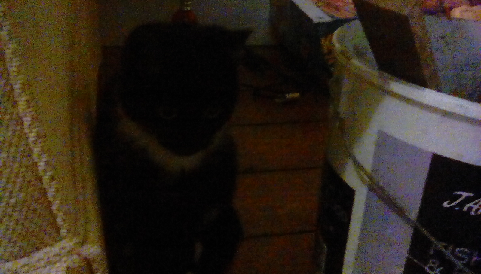 Do you love kittens