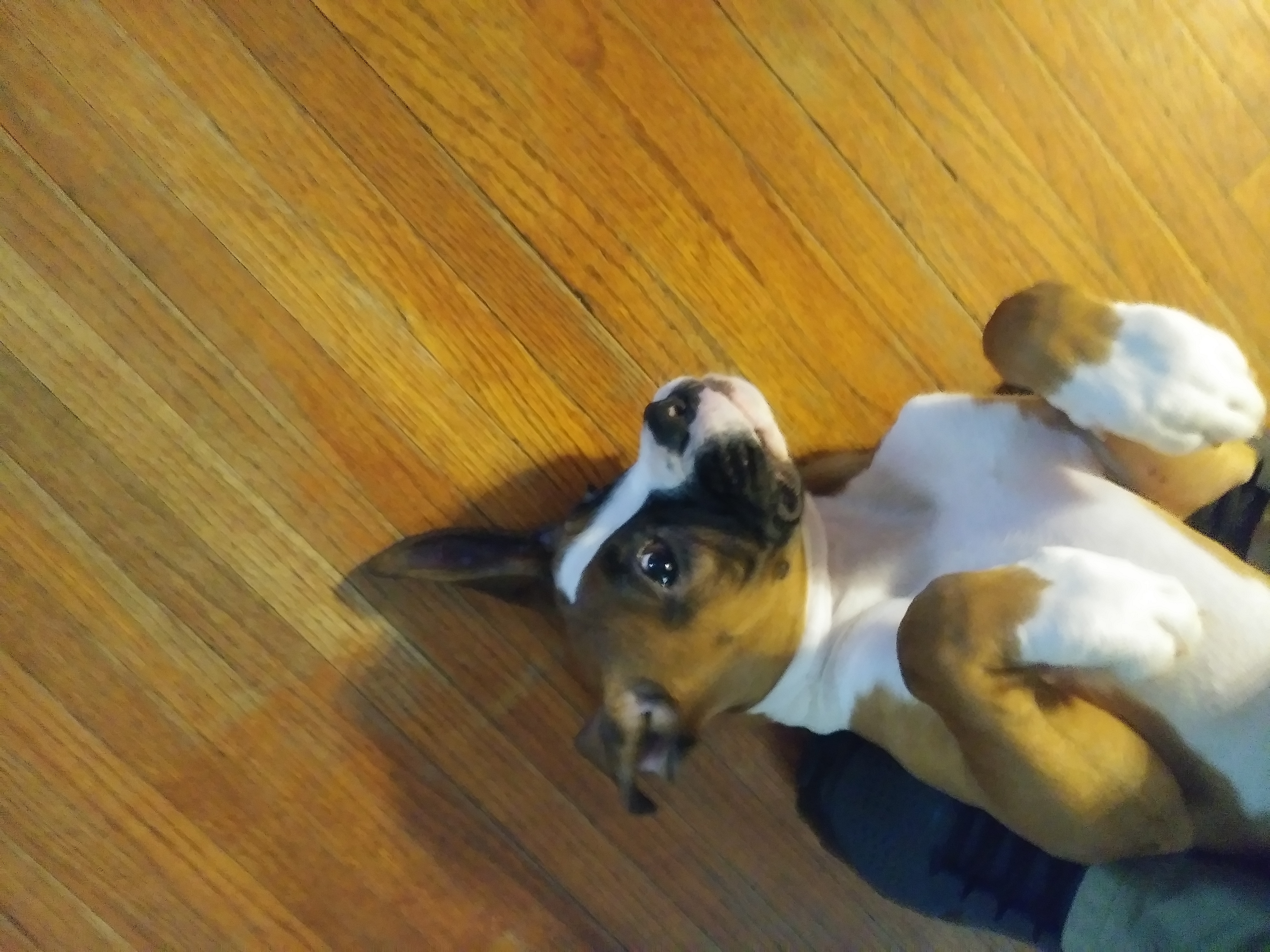 Do you know zeus my boxer