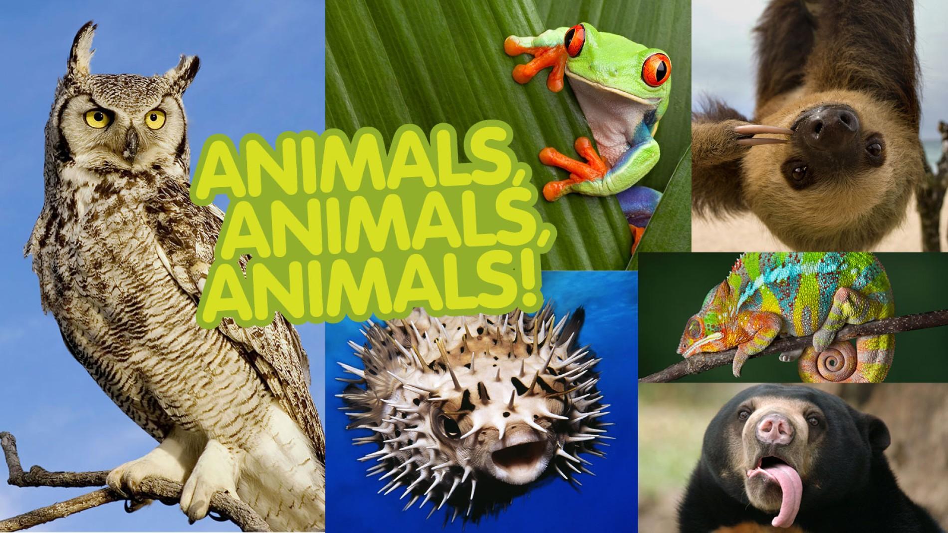do you know my favorite animal?