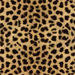 What Animal Are You?