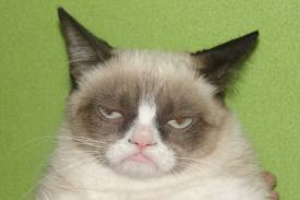 cats