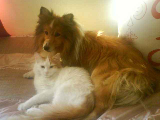 Hundar och katter