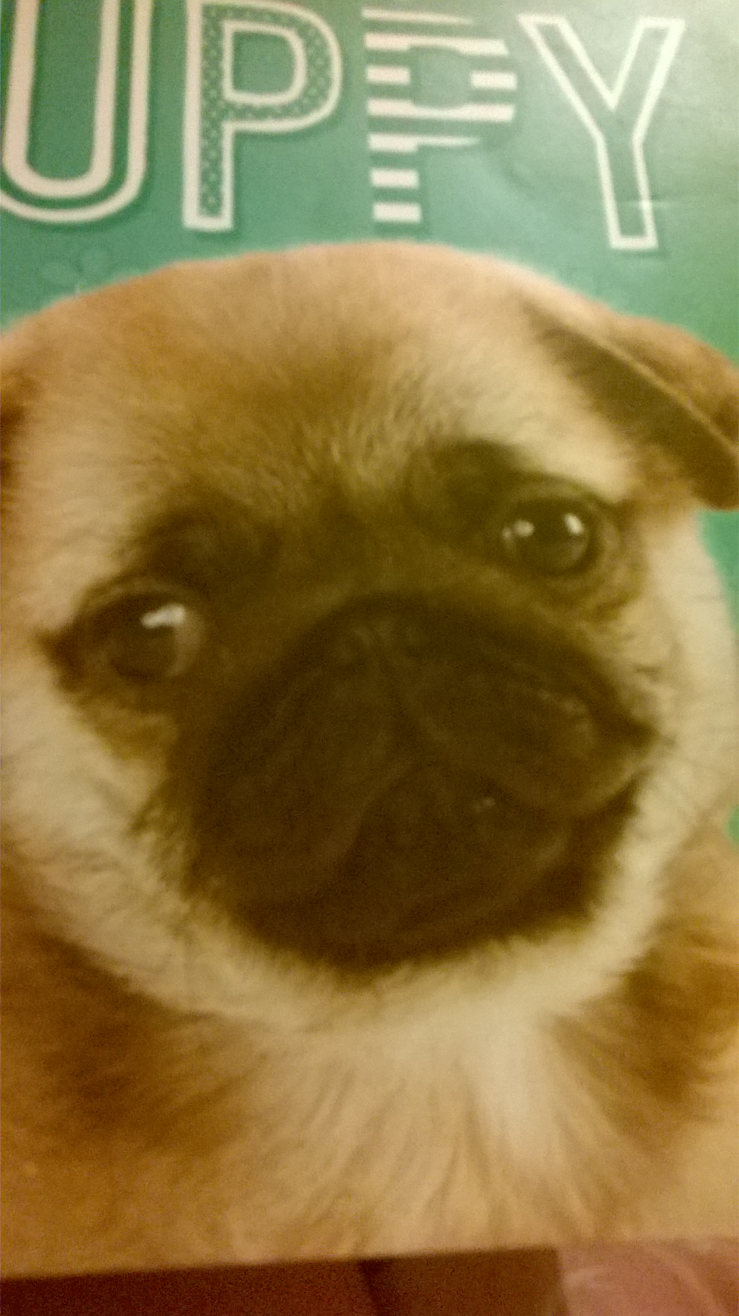 How well do you now abuth puppys