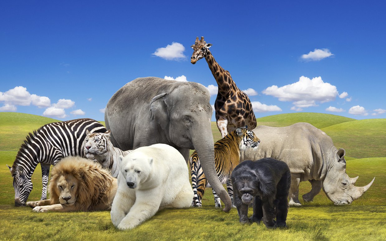 What is your spirit animal?
