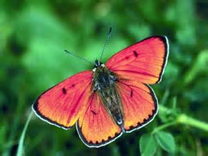 What Color of Butterfly are you?