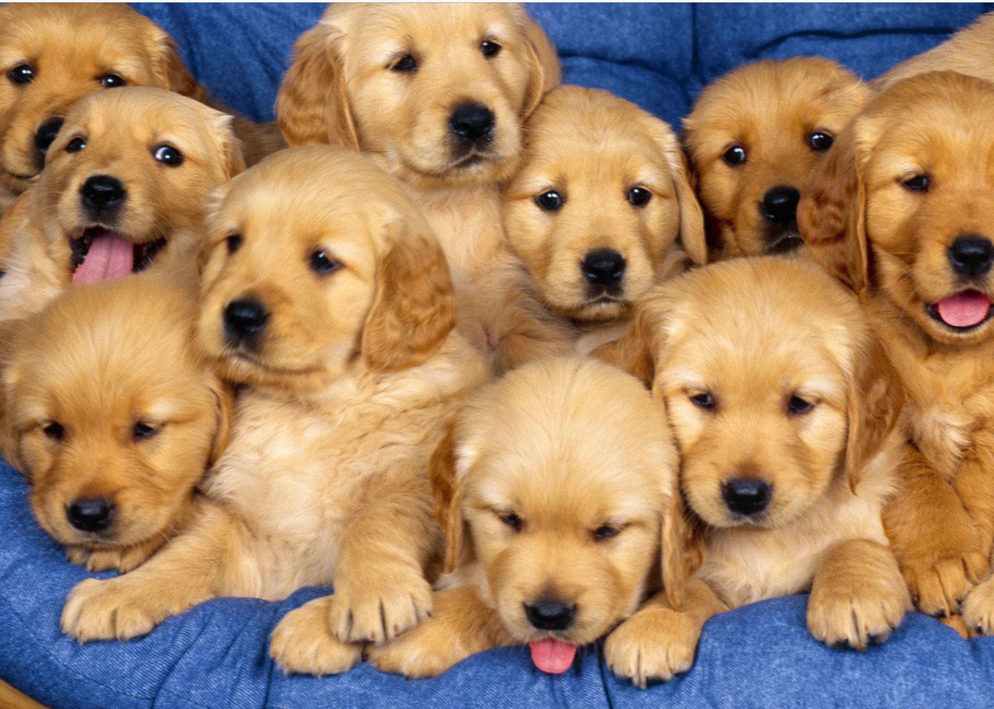 What bread of dog are you