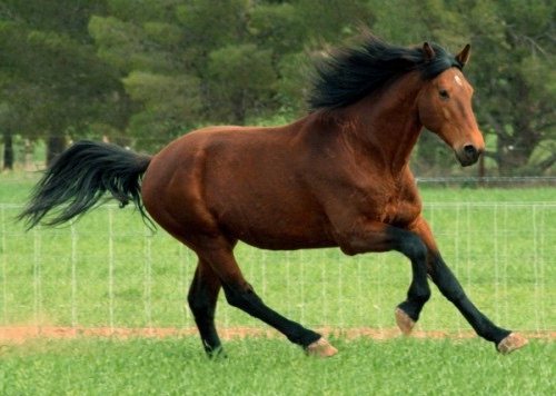 Do you really love horses