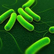 quiz over bacterien