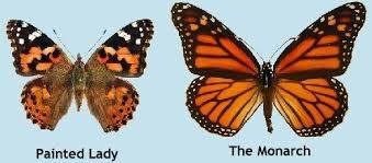 Are you a Monarch or a Painted Lady Butterfly?