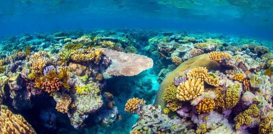 The Great Barrier Reef