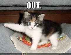 Ifz yoz wer kitten