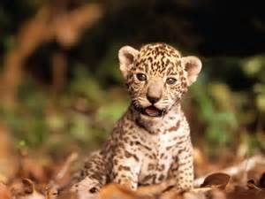 Do you like animals?
