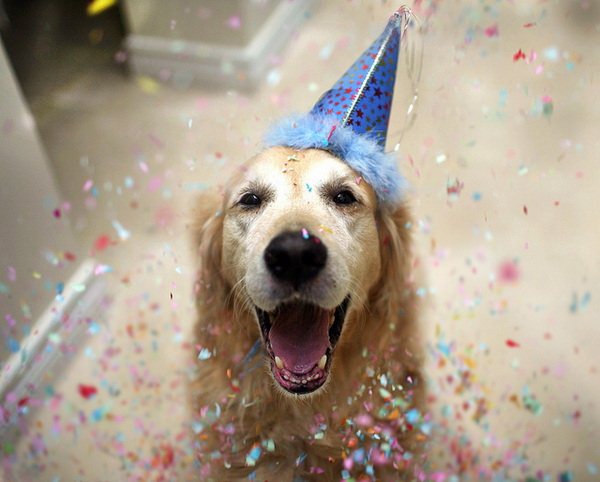 are you a party animal?
