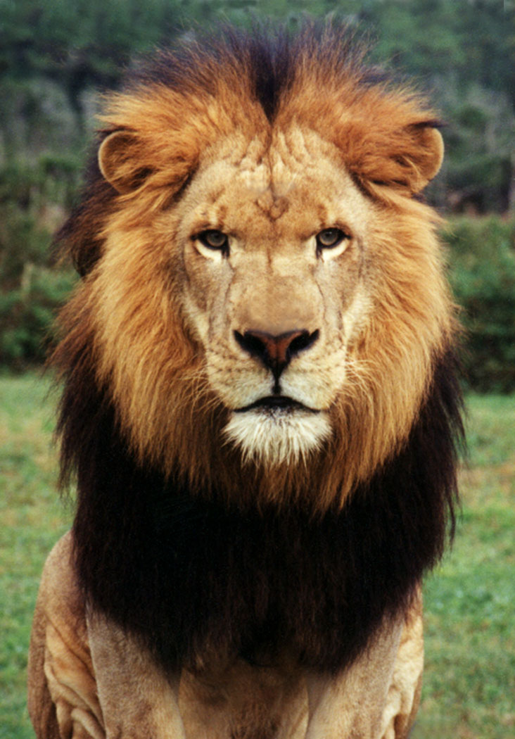 what is your spirit animal?