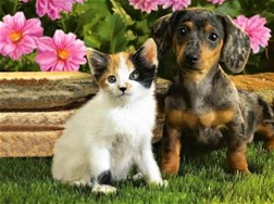 Are you a cat or a dog