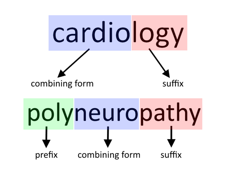 Medical terminology starting with A