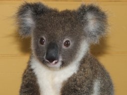 Could you be a koala