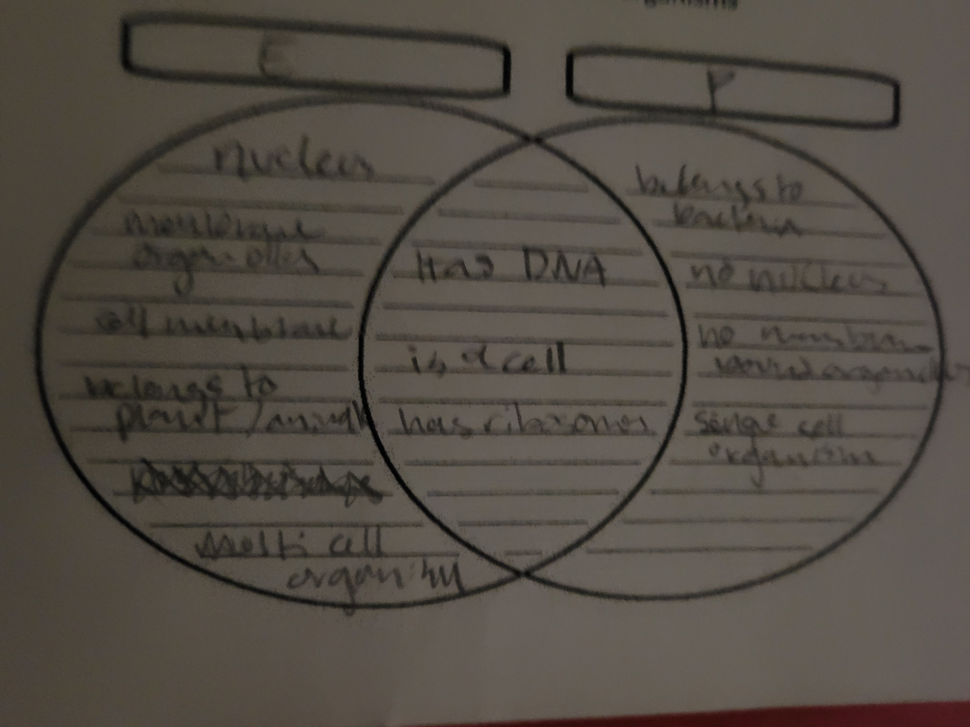 Eukaryotic/Prokariotic cells