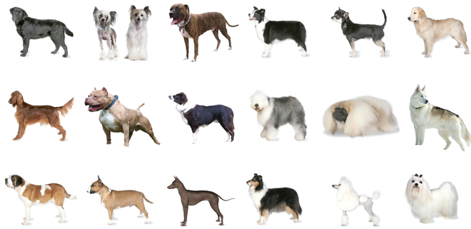 Do you know dogs well