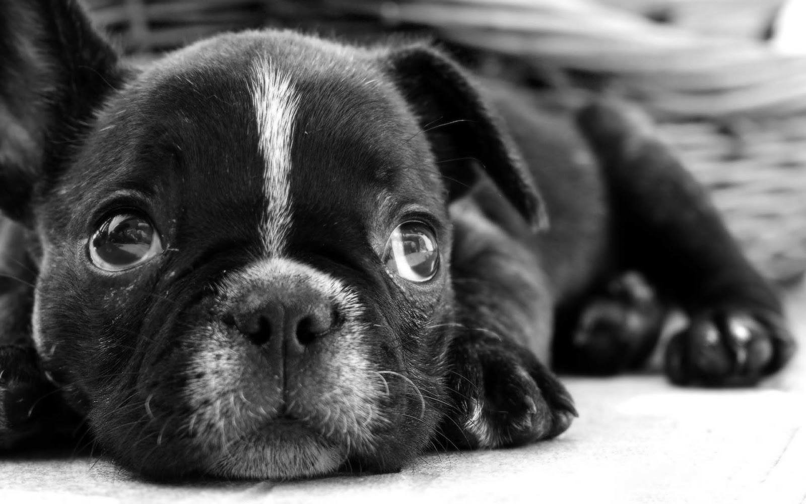 fransk bulldog<3