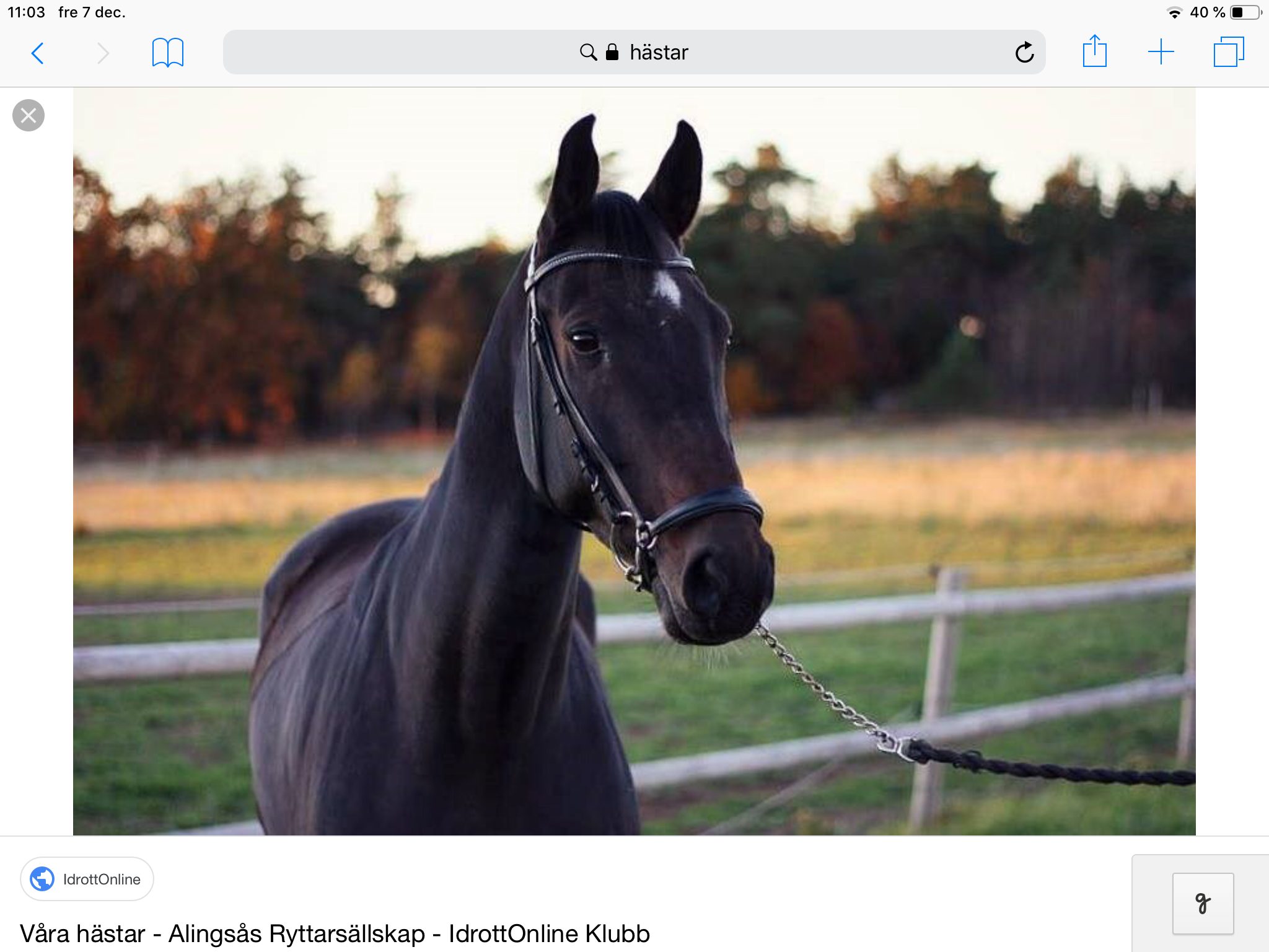 Häst fakta Quist🐴