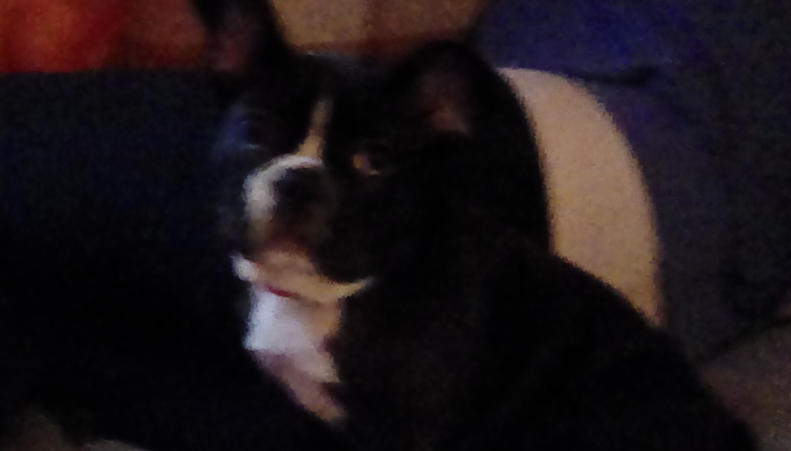 How well do u know dogs