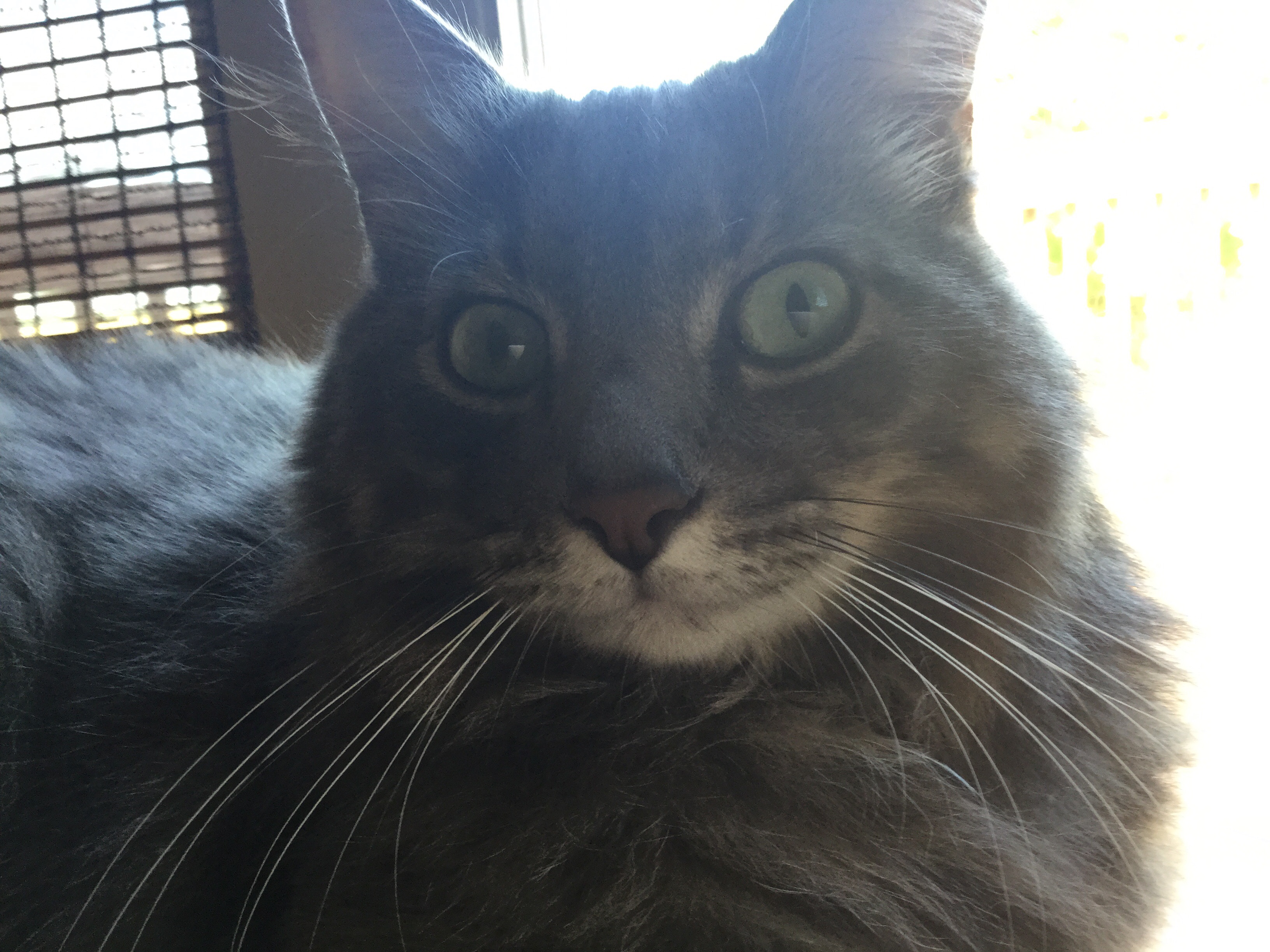 Do you know kittygocrafts good