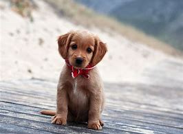 Will you have a dog🐕🐶