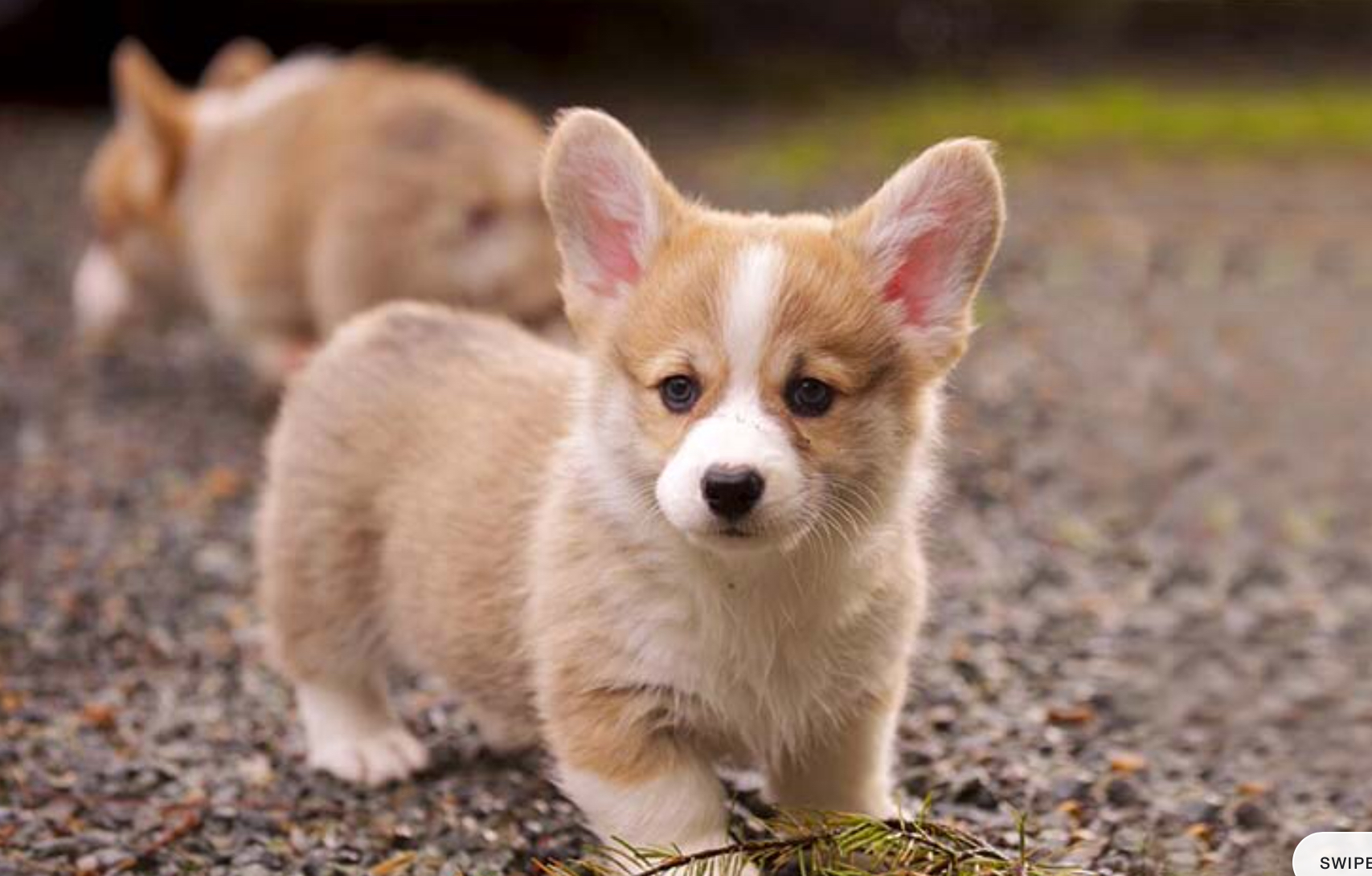 Do you really like corgis