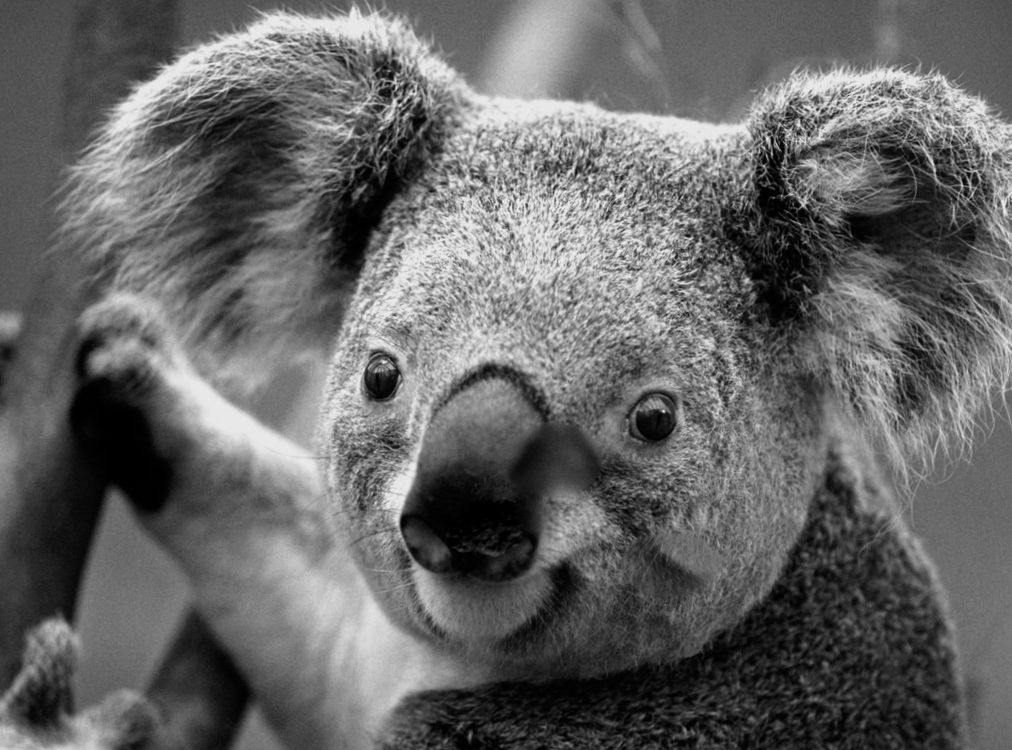 do you like koalas