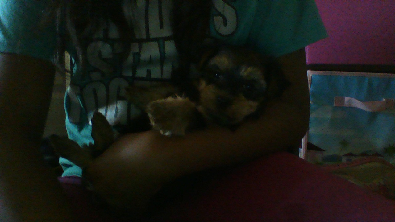 Do you know baby yorkies