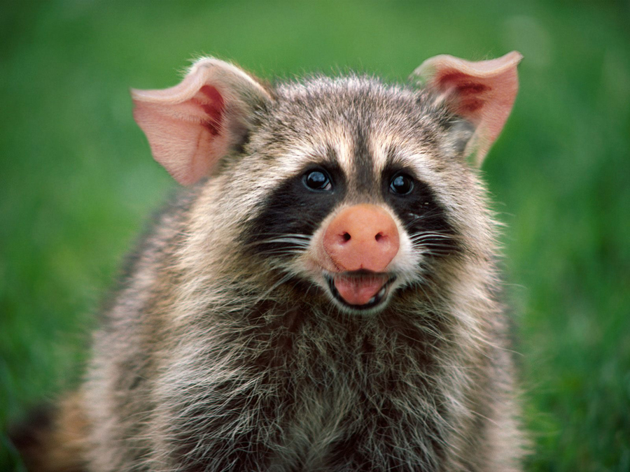 WHAT ANIMAL ARE YOU