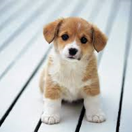 how stupid is YOUR dog?
