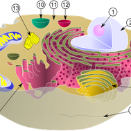 Cellens anatomi og organellenes oppgaver