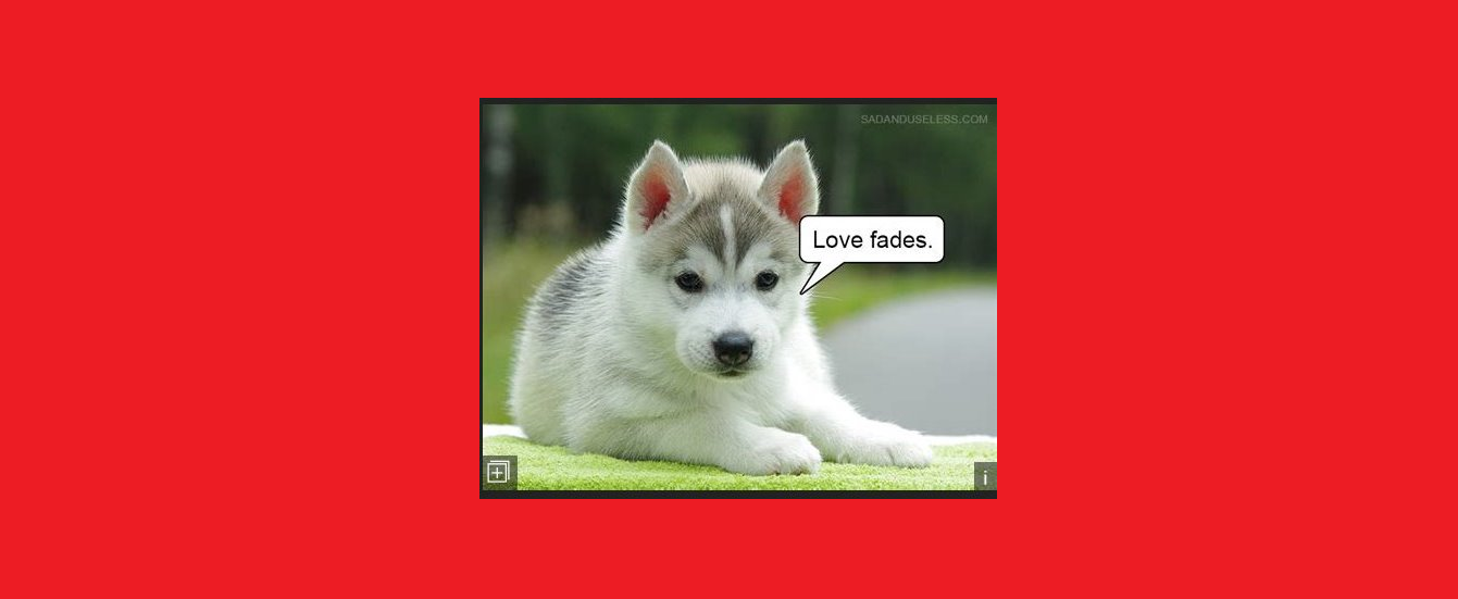 do you know dogs