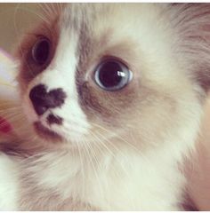Cat Quiz!