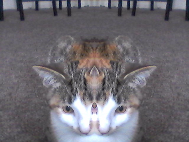 does your pet like u 