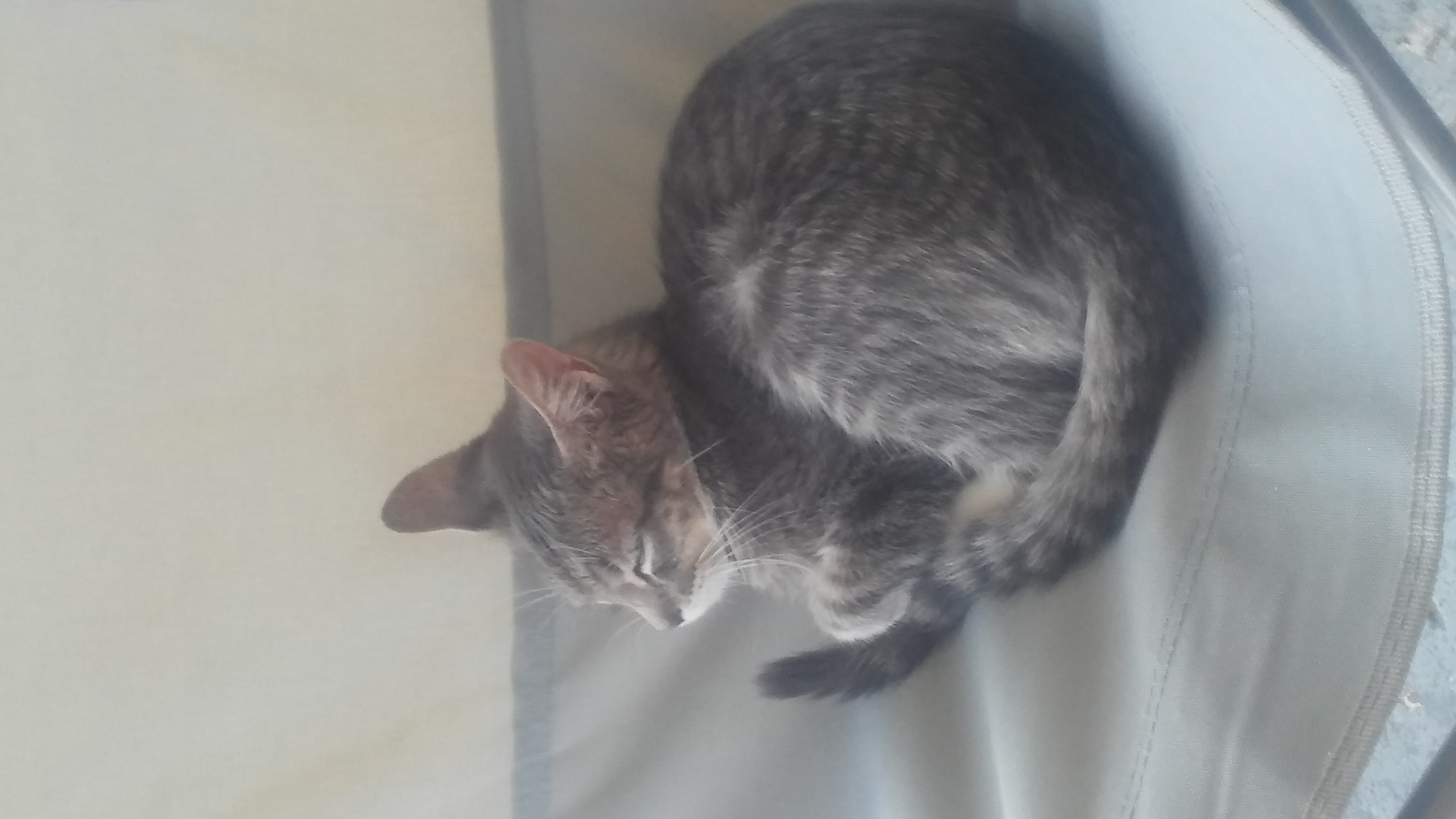 Cat or Dog