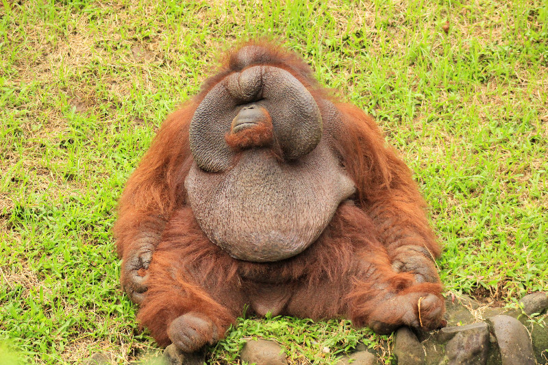 poo