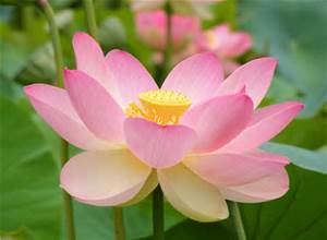 are you a flower or dirt