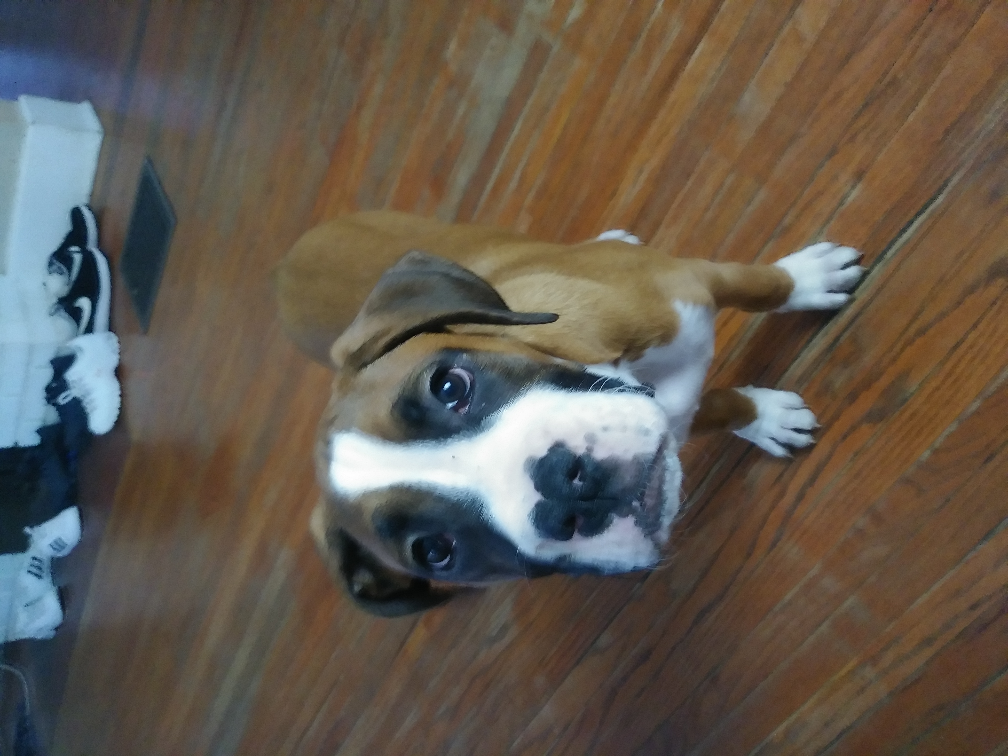 what dog breed you like