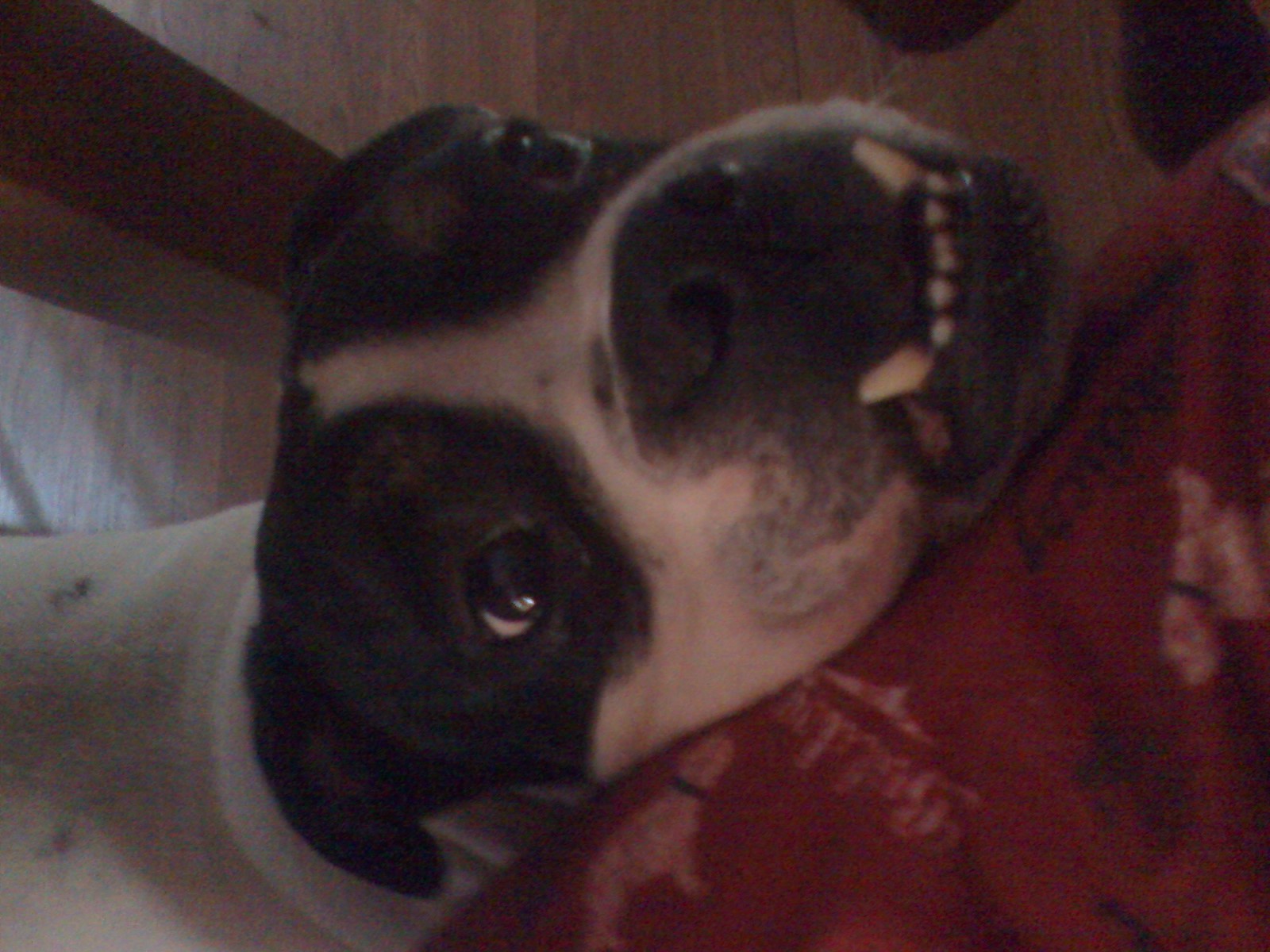 What animal are you