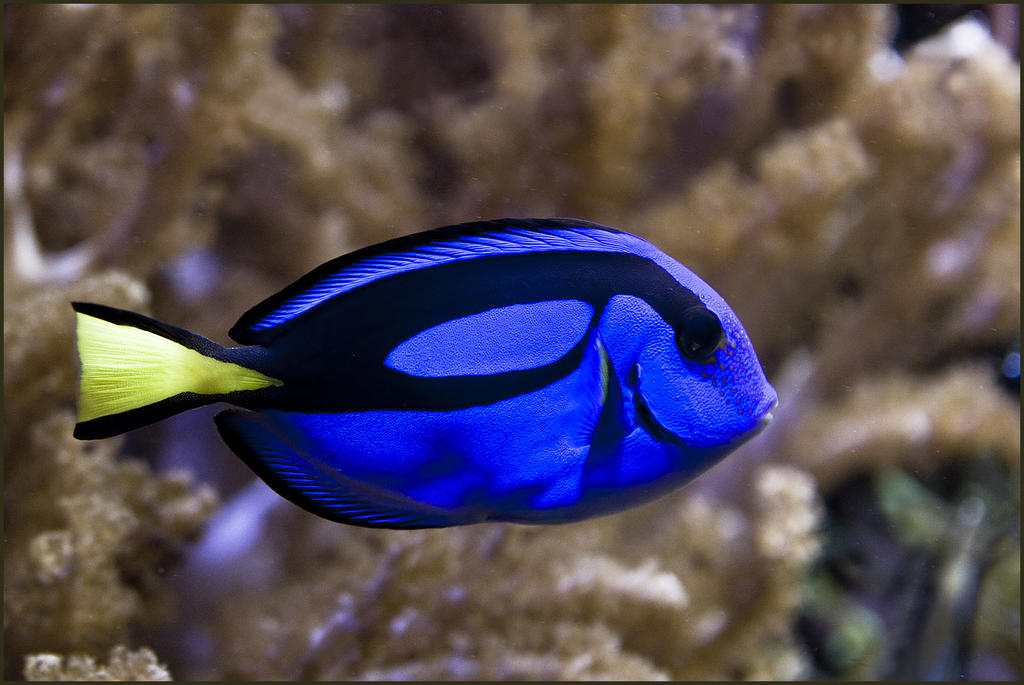 känner ni alvano och maysan