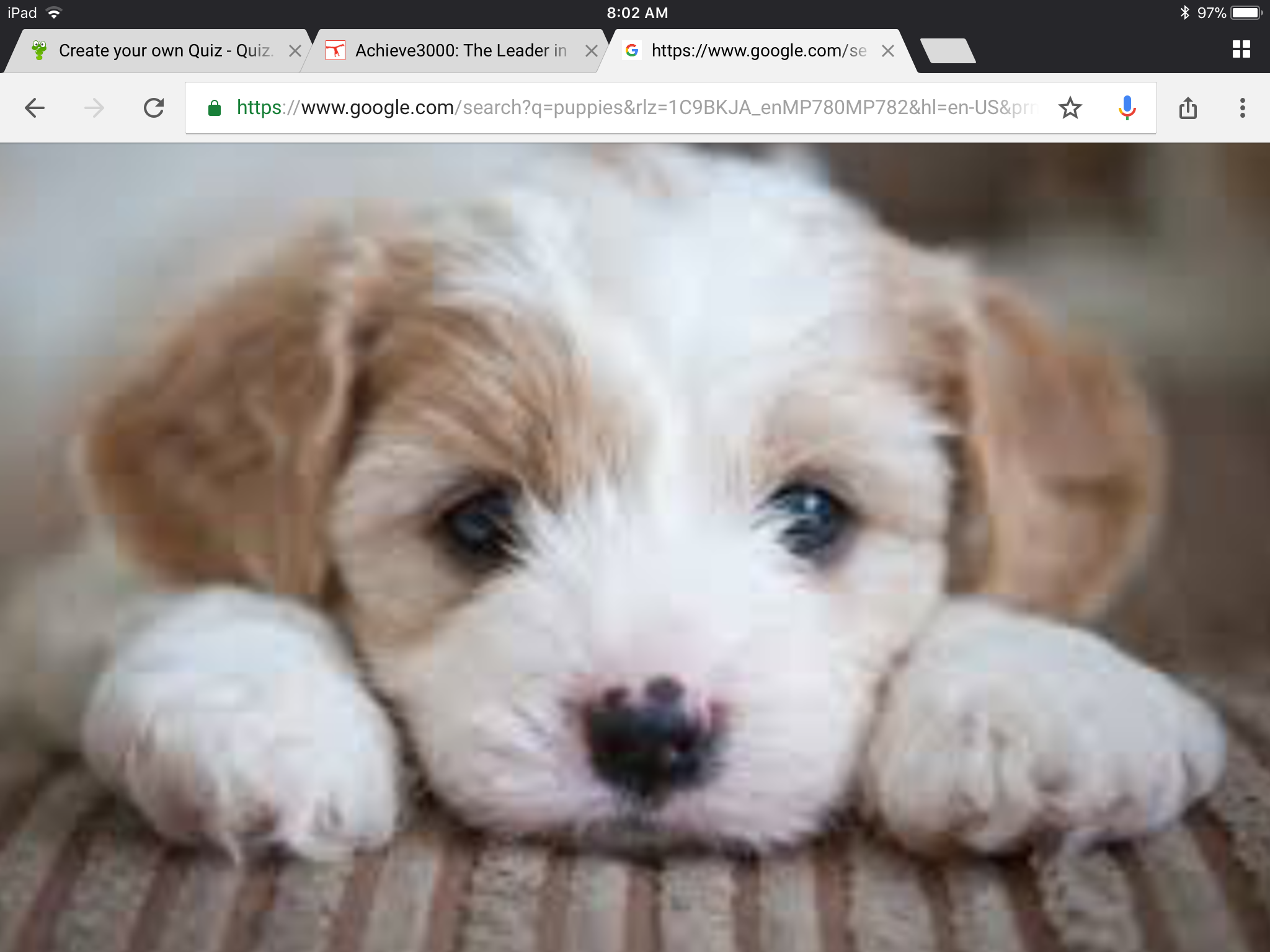 All about my puppy
