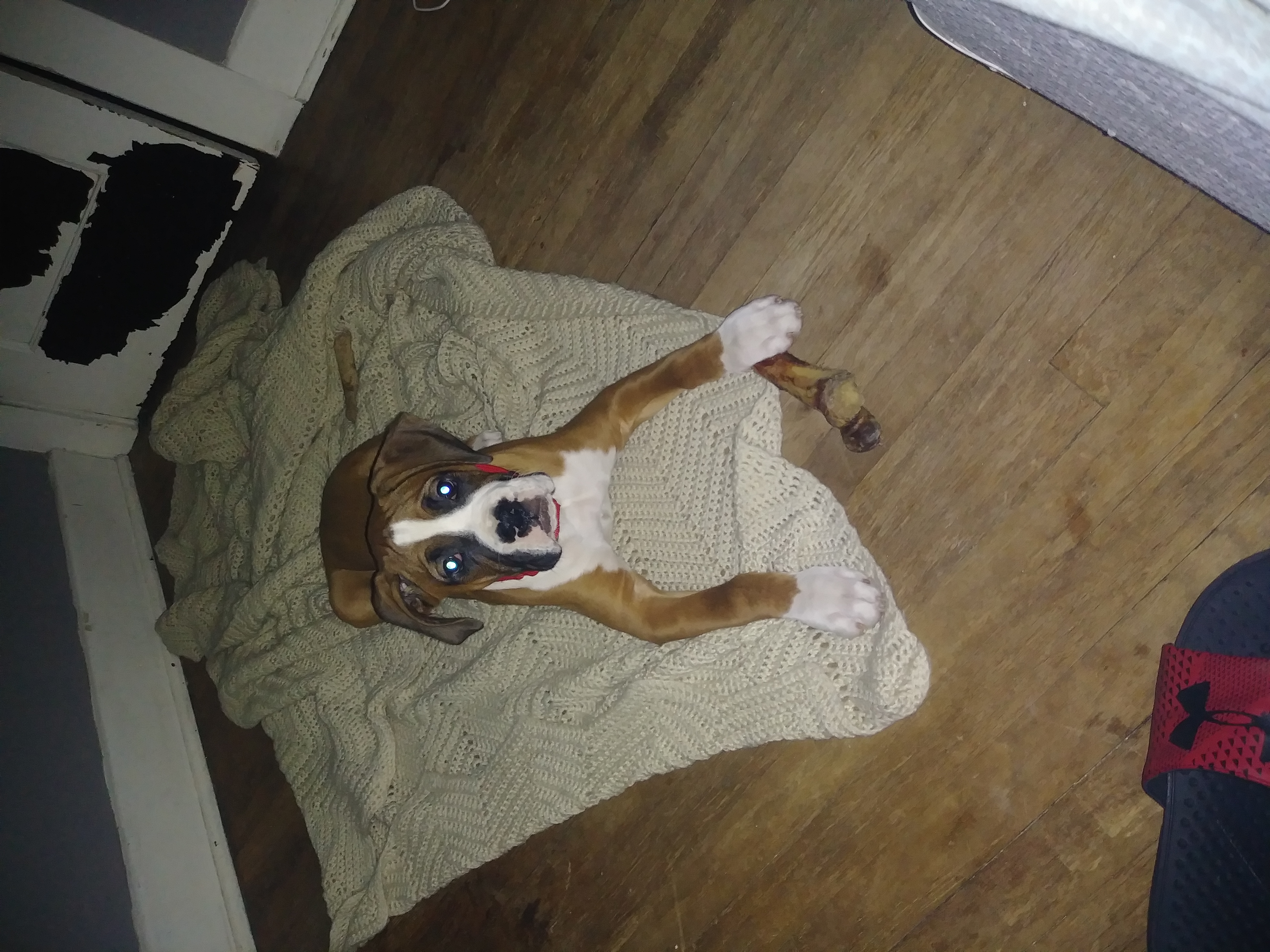 What do you know about my dog