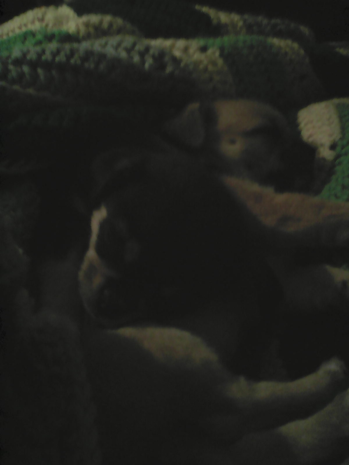 cute puppys