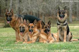 dog quiz