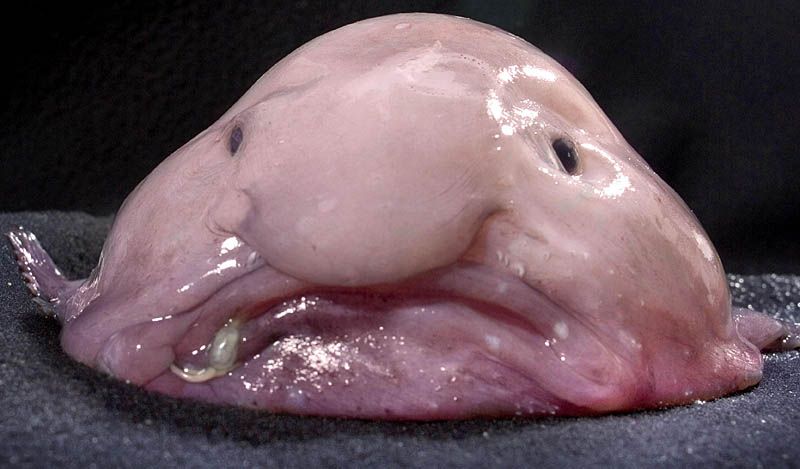 Snorunge