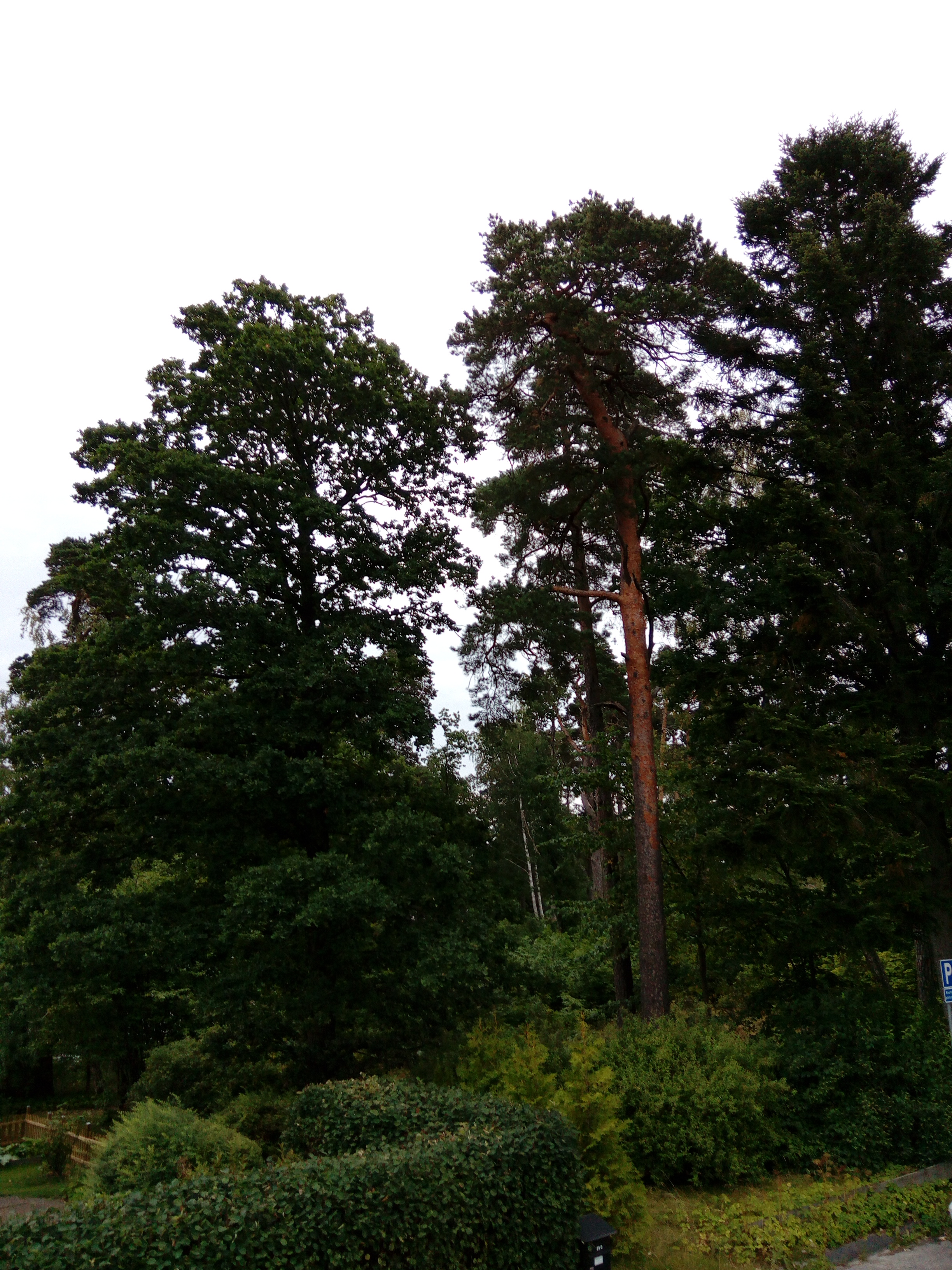 Vilken slags hjärna har du